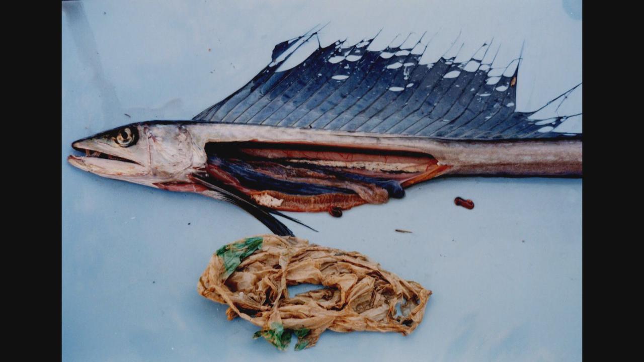 画像1: 深海魚の体内から異物が… プラスチックごみで汚染される海 レジ袋有料化の背景(1) 静岡県