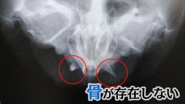 画像: レントゲン撮影 骨はなく角質が変化?