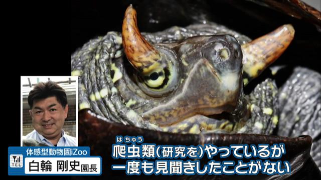 画像: 世界で1匹では