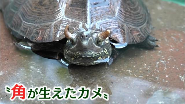 画像: 「iZooイズー」にガメラ!? 角が生えたカメ 静岡・河津町