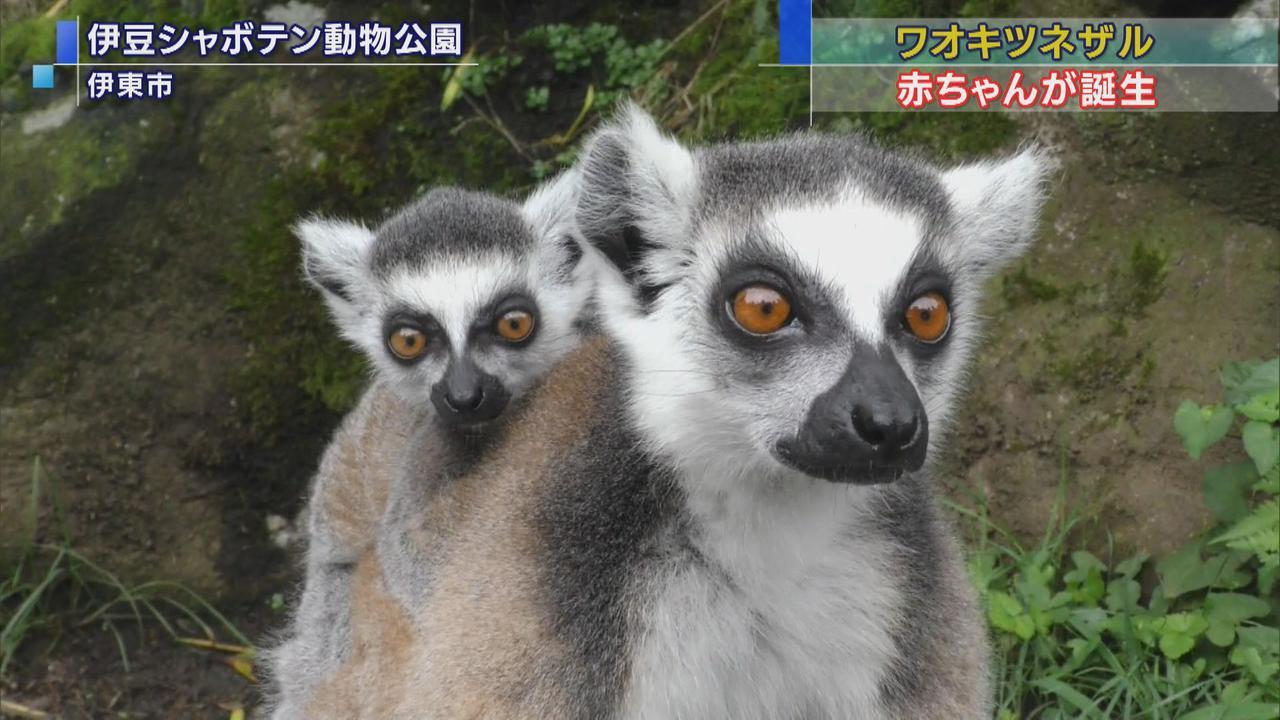 画像: 伊豆シャボテン公園で来場者の人気を集めているワオキツネザルの赤ちゃん（左）