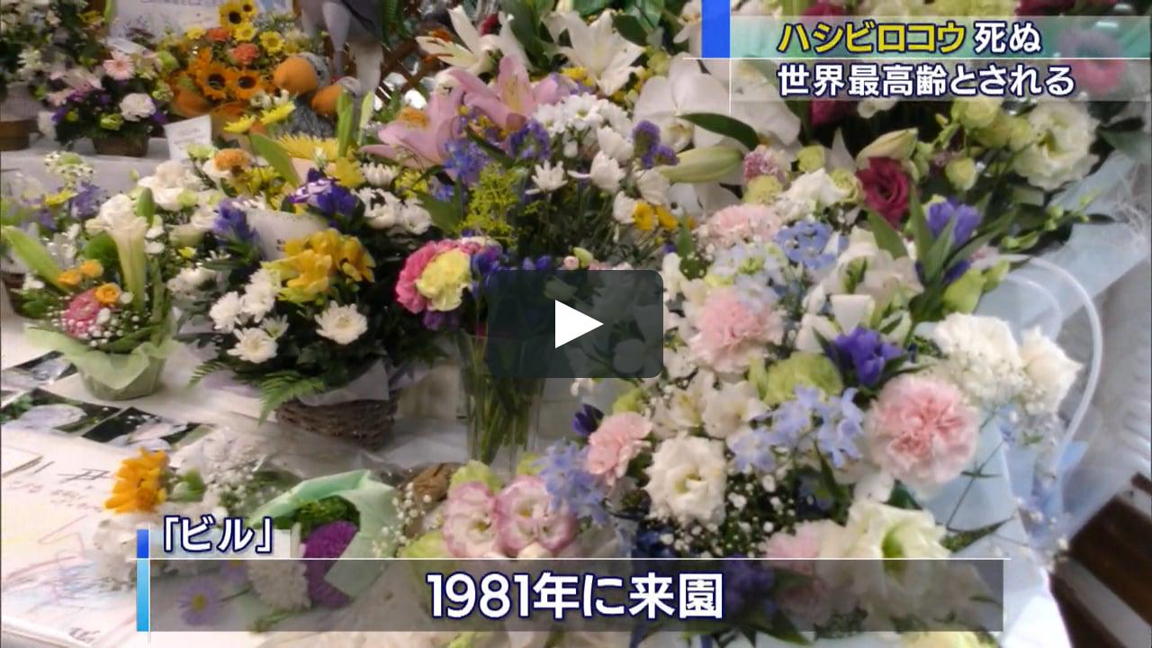 画像1: 0811hB vimeo.com
