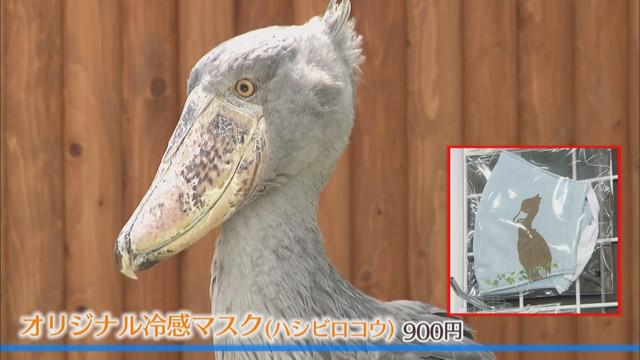 画像: ハシビロコウ