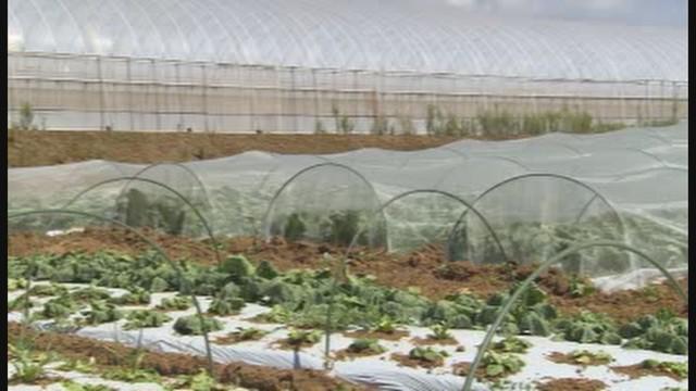 画像: 「このまま暑い日が続くと、4~5割破棄することに…」
