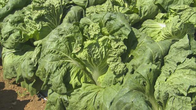 画像: 暑さに強いミニ白菜が…