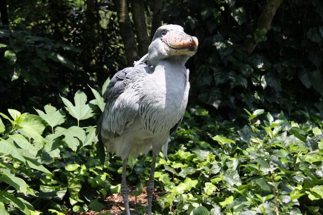 画像: 実はメスだったビル 伊豆シャボテン動物公園提供