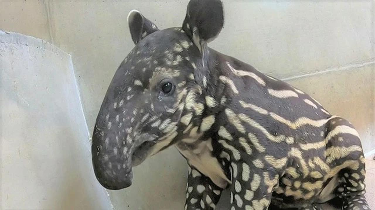 画像: 提供 静岡市立日本平動物園