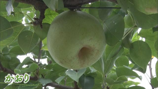 画像1: おととしは75万円の被害