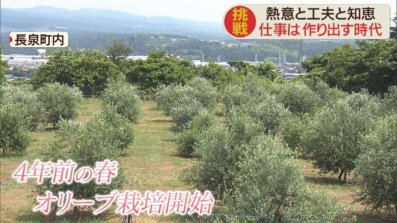 画像1: 事業所で育てているオリーブでビールづくりを…