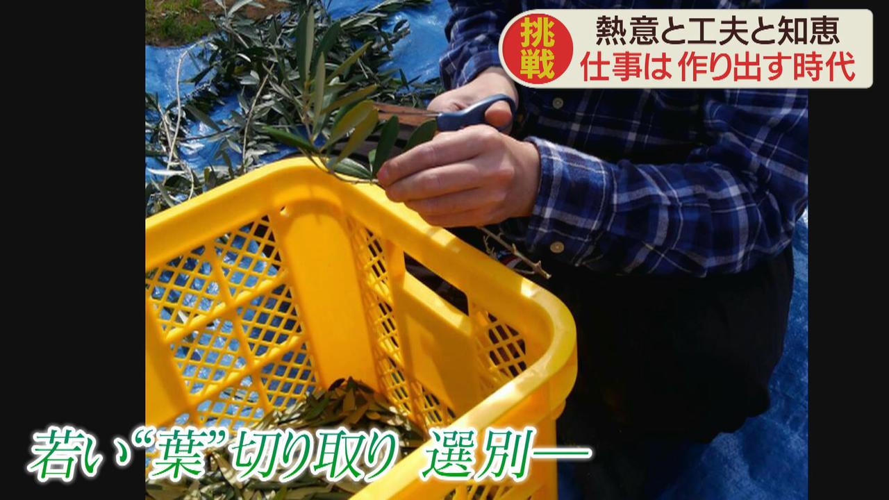 画像2: 事業所で育てているオリーブでビールづくりを…