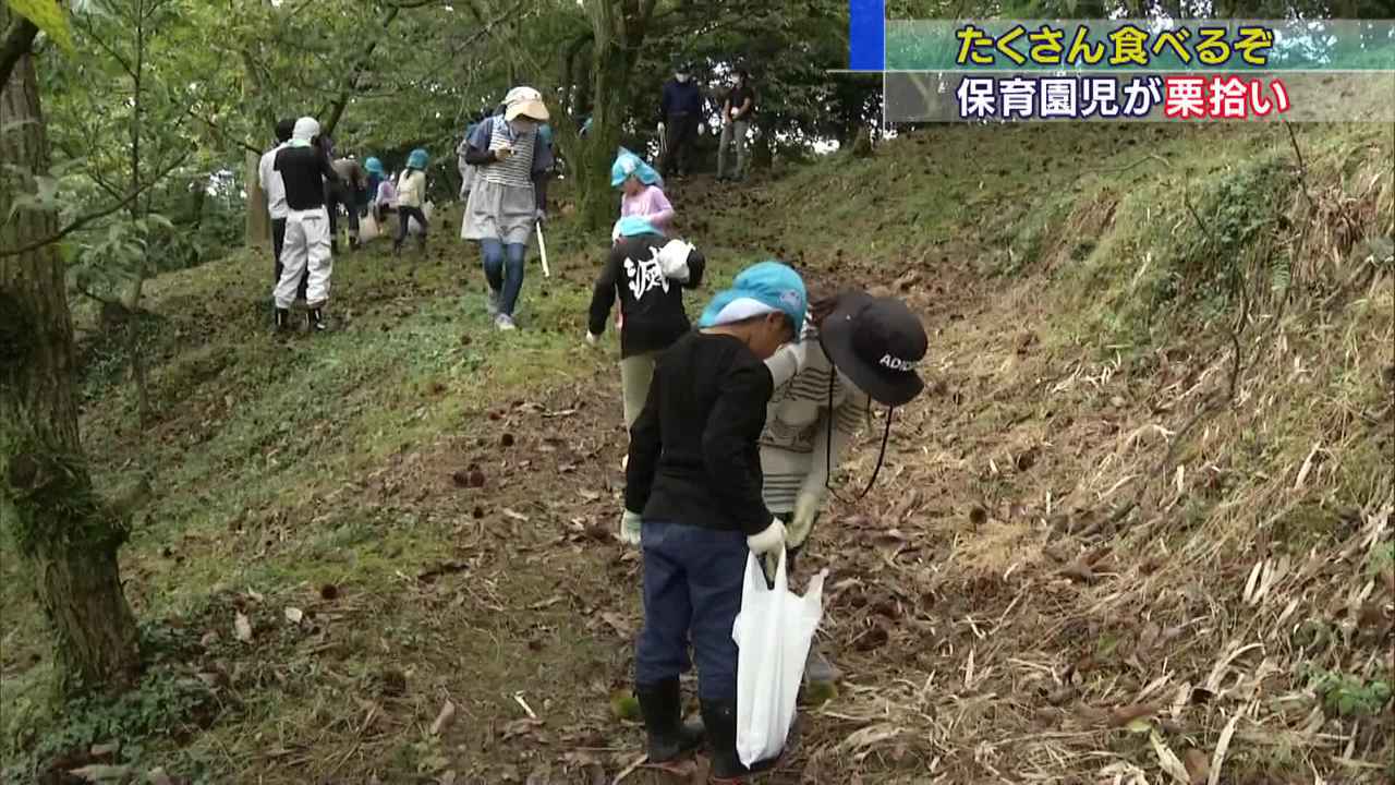 画像: 栗拾いをする保育園児たち