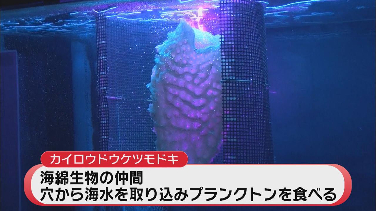 画像: 焼津市の深層水ミュージアムに寄贈され、展示中のカイロウドウケツモドキ