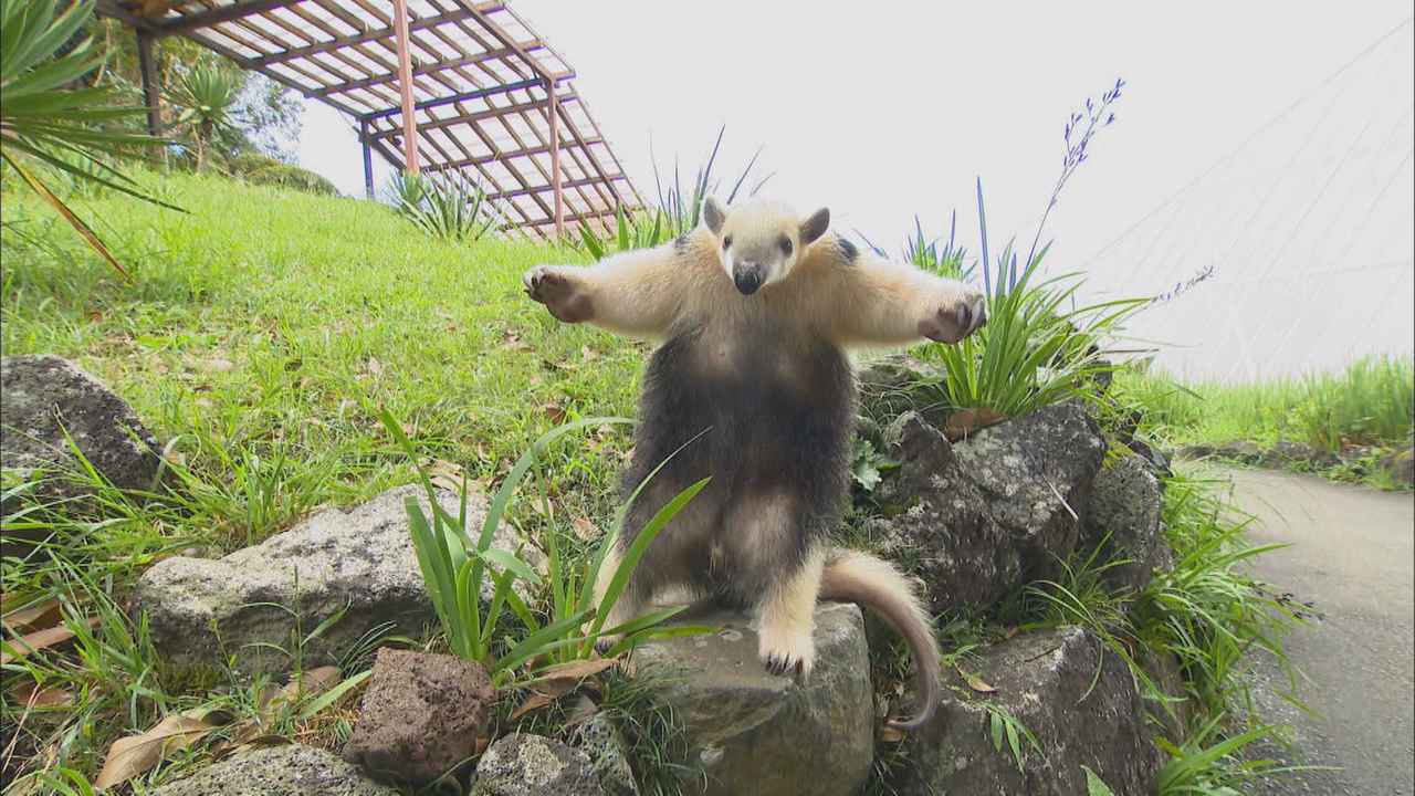画像2: アリクイ3兄弟が人気 1分間に100回以上も舌を出し入れ 静岡・伊東市 伊豆シャボテン動物公園