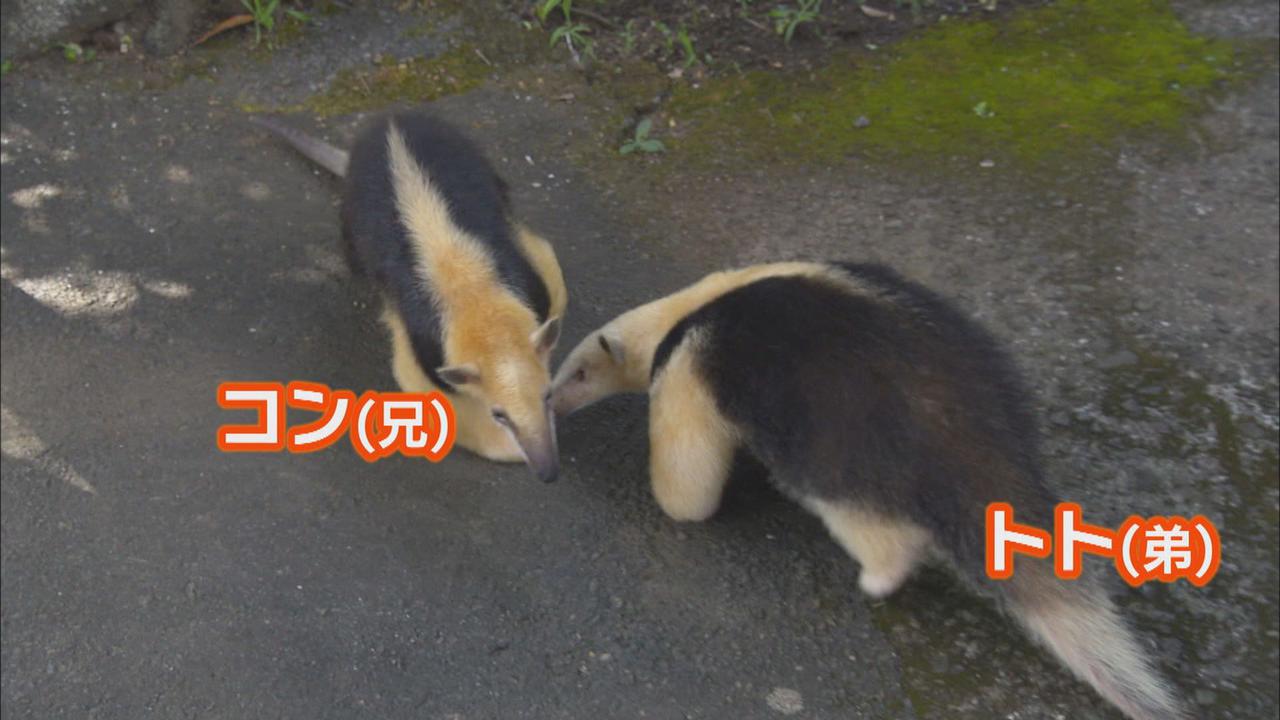画像1: アリクイ3兄弟が人気 1分間に100回以上も舌を出し入れ 静岡・伊東市 伊豆シャボテン動物公園
