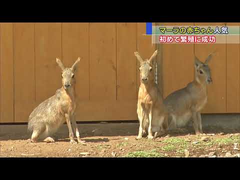画像: マーラの赤ちゃんすくすく 生後2カ月で体重が2倍を超え 静岡・富士宮市 まかいの牧場 youtu.be