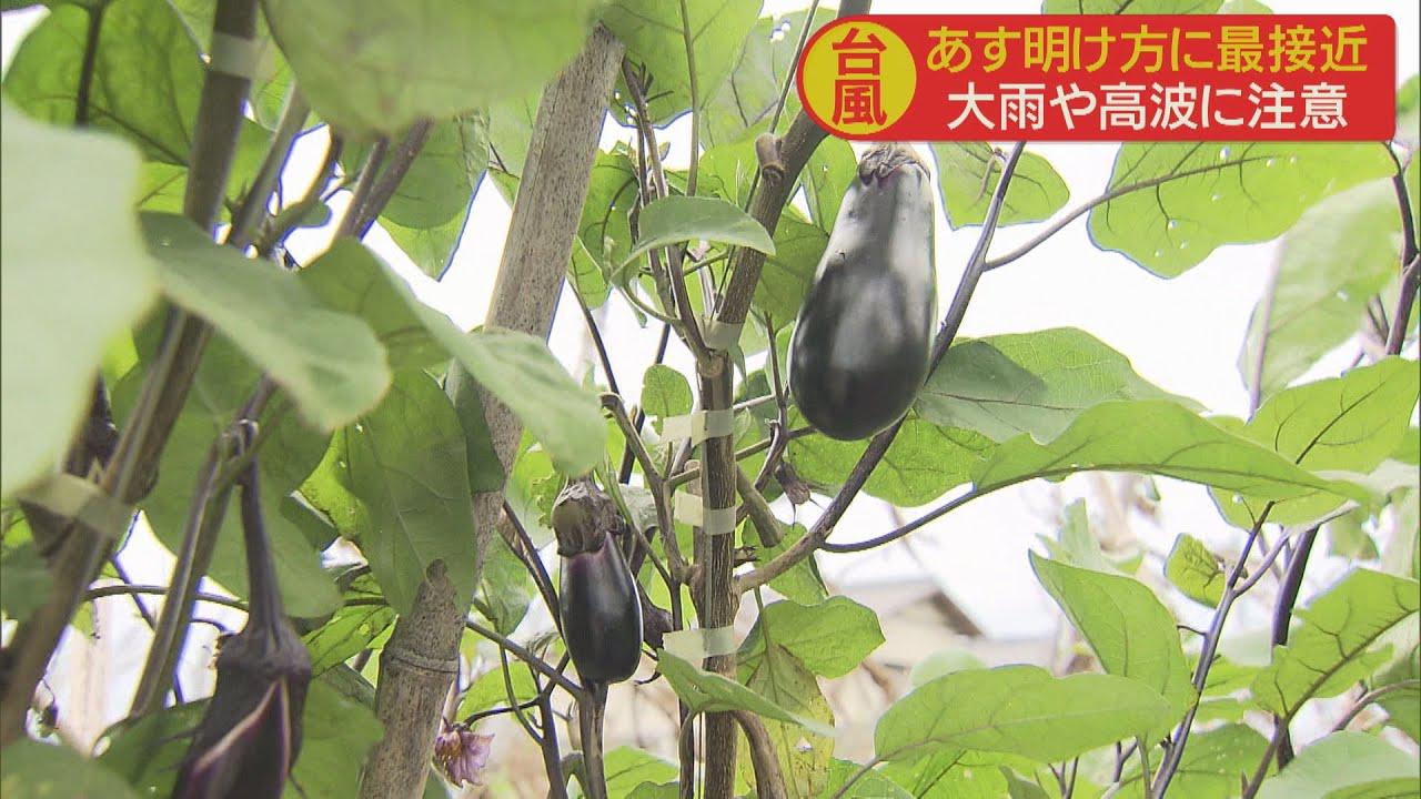 画像: 台風に備えて 農家は早めの収穫 「神に祈るしかできない」 静岡・焼津市 youtu.be