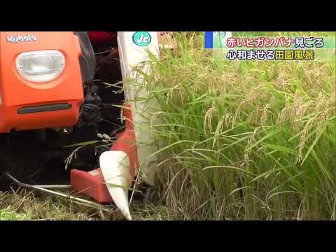 画像: ヒガンバナ見頃 静岡・伊東市 youtu.be