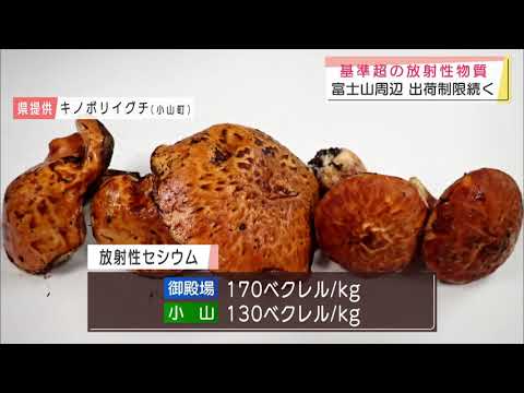画像: 「健康に害を与える可能性」放射性セシウムの基準値を超える野生のキノコが採取 静岡・御殿場市 小山町 youtu.be