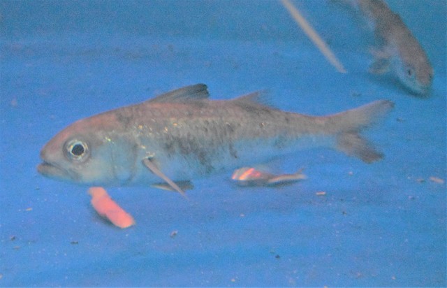 画像: 入手困難な深海魚「スミクイウオ」展示 口内が黒いのが特徴 静岡市清水区・東海大学海洋学部博物館