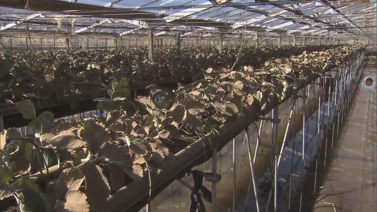 画像: 【台風14号】去年はビニールハウスが泥水で埋まった イチゴ農家は… 静岡・伊豆の国市