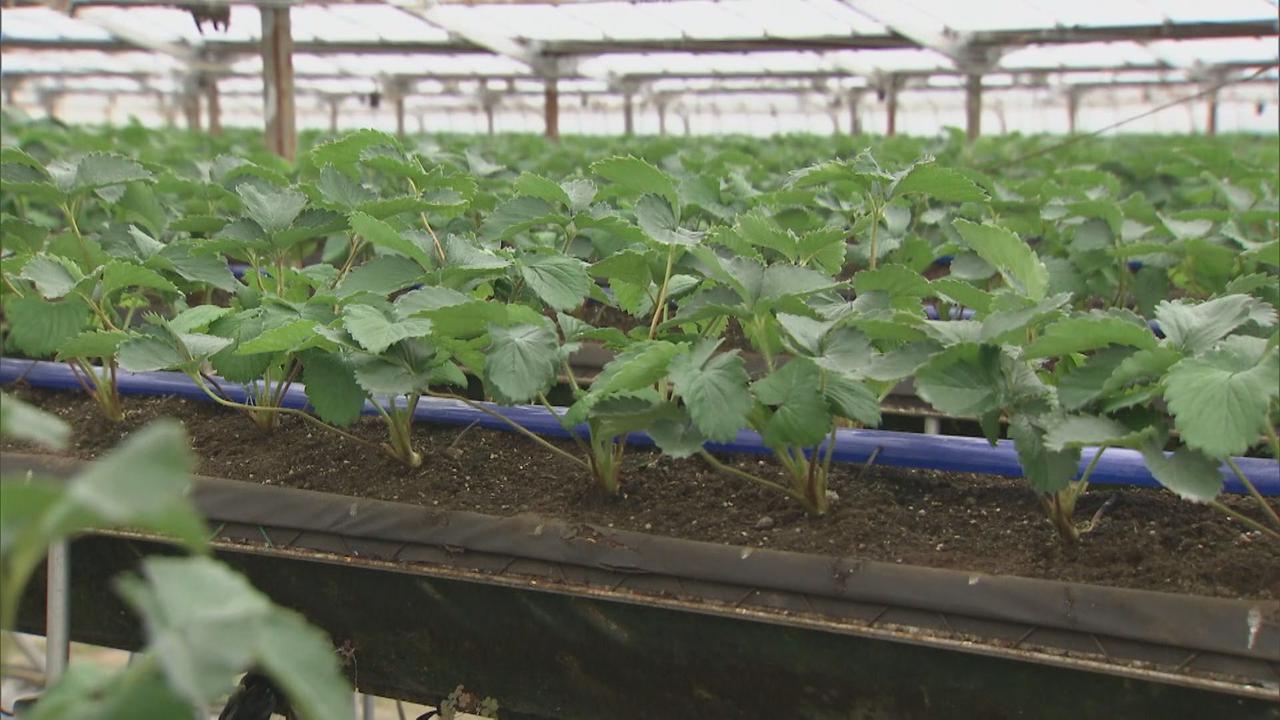 画像: 苗は順調に育つ