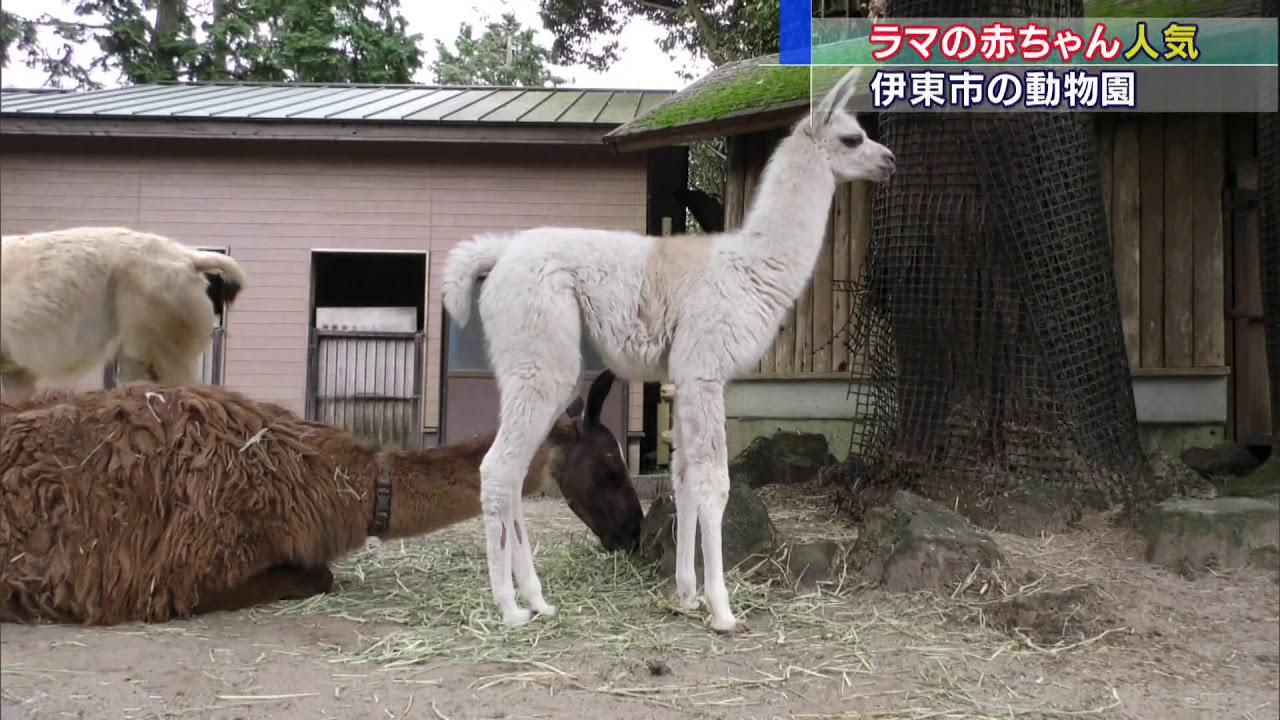 画像: ラマの赤ちゃんが人気 伊東市・伊豆シャボテン動物公園 youtu.be