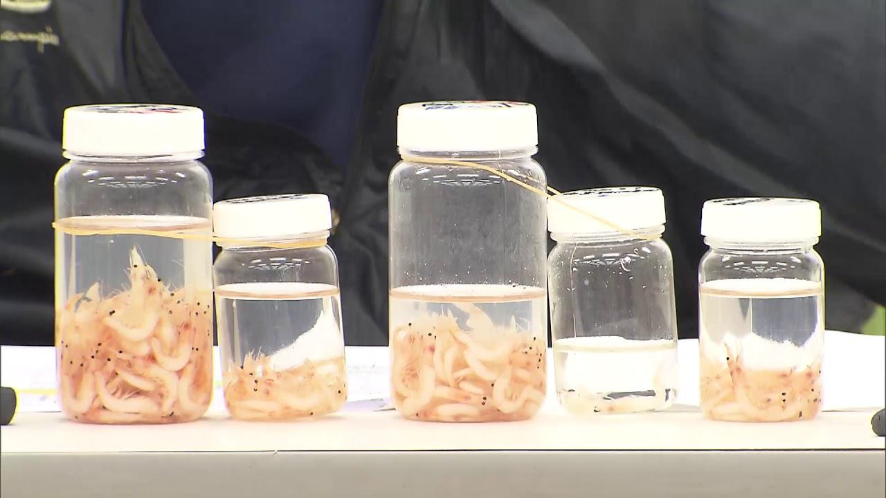 画像: サクラエビ秋漁、駿河湾内陸側を事実上の禁漁区に 出漁船数なども制限 静岡県 youtu.be