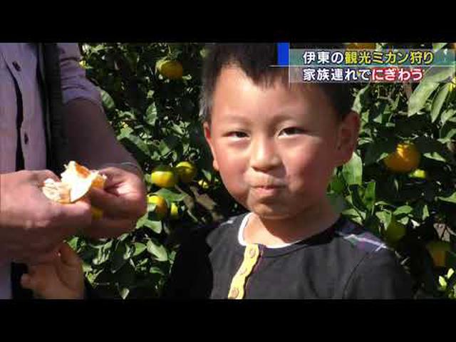 画像: 観光みかん狩りにぎわう 静岡・伊東市 youtu.be