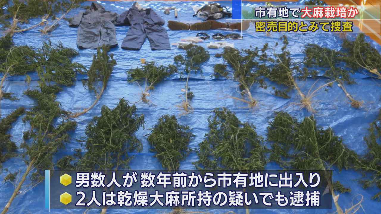 画像: 押収された大麻草