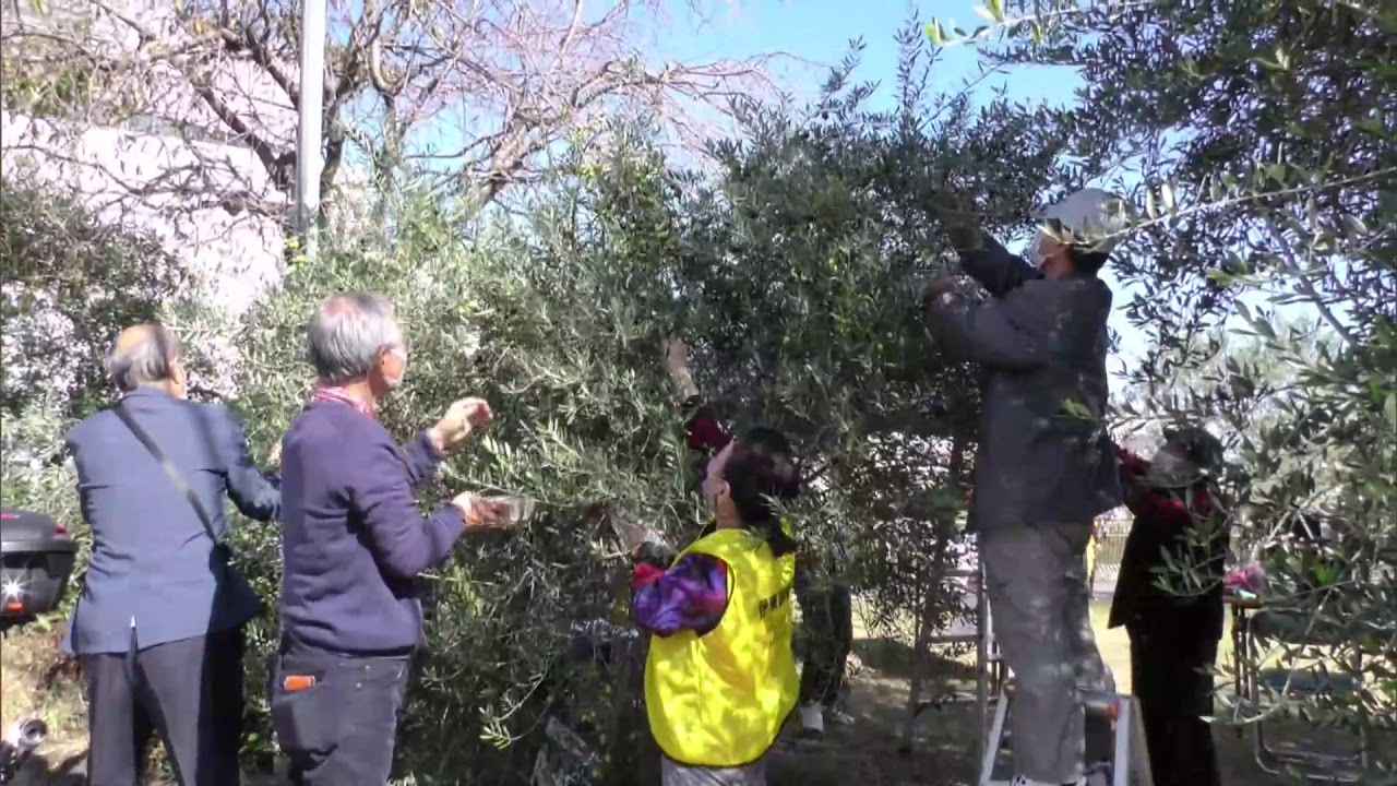 画像: イタリア・リエティとの友好の証オリーブの収穫 静岡・伊東市 youtu.be
