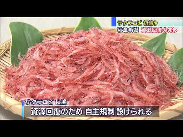 画像: サクラエビ秋漁初競り平均価格去年を下回る youtu.be