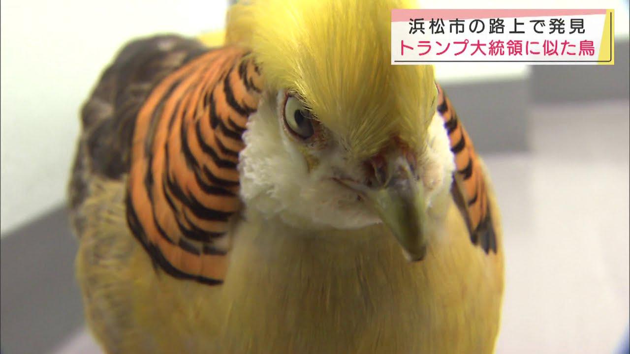 画像: トランプ大統領そっくり？の落とし物は金髪で「攻撃的」 浜松市 youtu.be