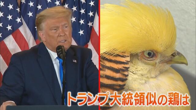 画像: トランプ大統領に瓜二つ!? 落とし物の「金鶏」飼い主に戻る 浜松市
