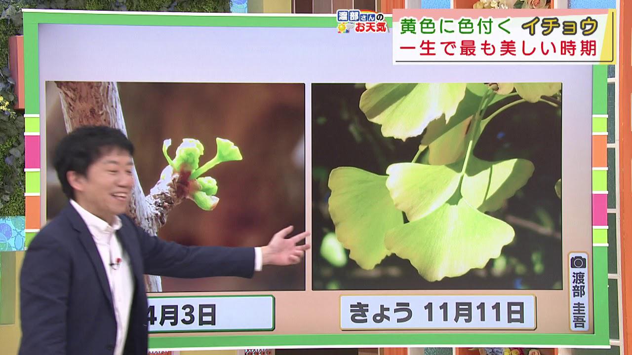 画像: 【11月11日　静岡】渡部さんのお天気　「空気ひんやり　あすまで」 youtu.be