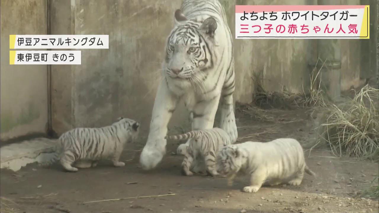 画像: 生まれて1カ月、体重は5倍に 3つ子のホワイトタイガー一般公開 静岡・東伊豆町 youtu.be