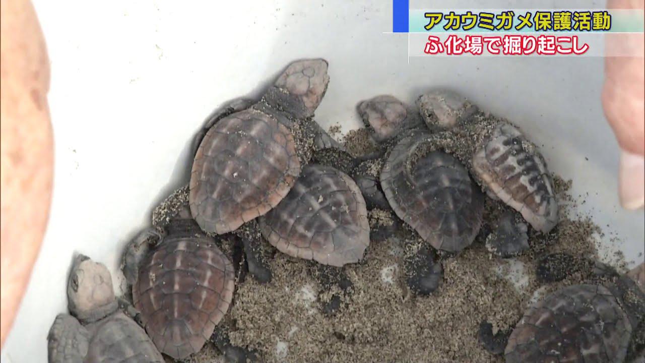 画像: アカウミガメ35頭が産卵 砂の掘り起こし作業 静岡・御前崎市 youtu.be