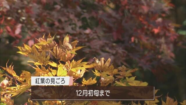 画像: 紅葉シーズン 1日1000人ほどが参拝に