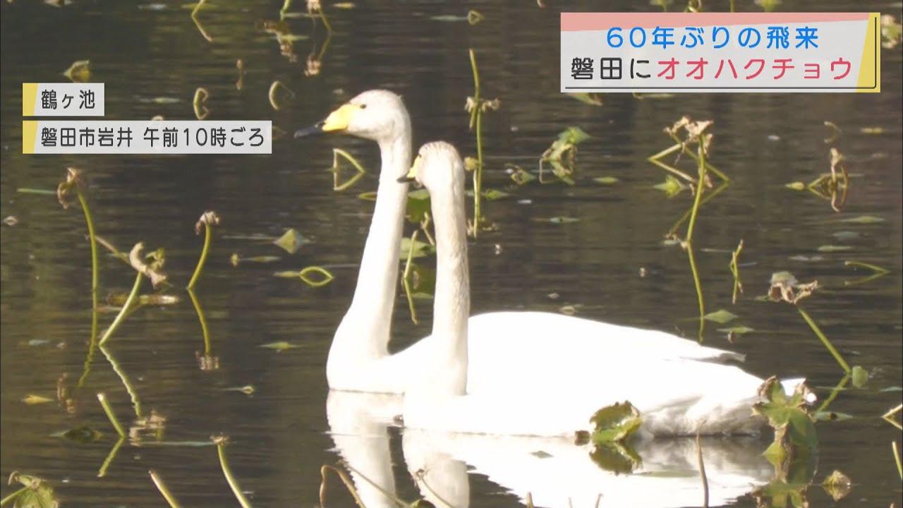 画像: 磐田市の鶴ヶ池に６０年ぶりにオオハクチョウ youtu.be