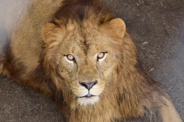 画像: オスライオンの「ギル」 提供 日本平動物園