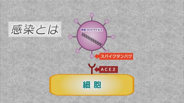 画像: スパイクタンパクが細胞の表面のACE2に結合して感染する