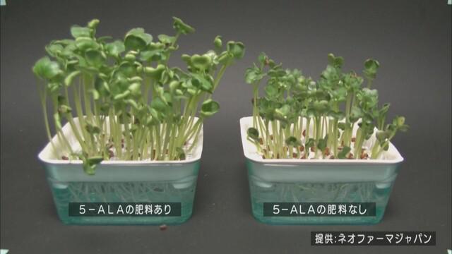 画像: 植物の成長も早い