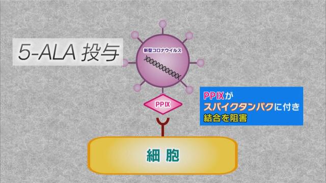 画像: PP9がスパイクタンパクの結合を阻止して感染を防ぐ