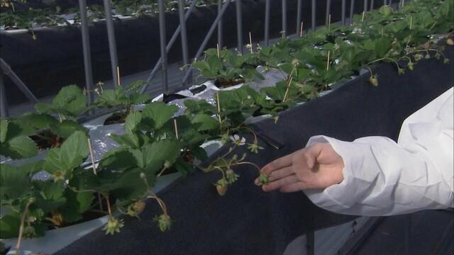 画像: 5－ALAの肥料未使用のイチゴ