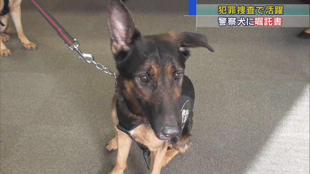 画像: 静岡県警がシェパード２頭を採用　臭いかぎ分ける力生かして犯罪捜査や行方不明者捜索で活躍を期待 youtu.be