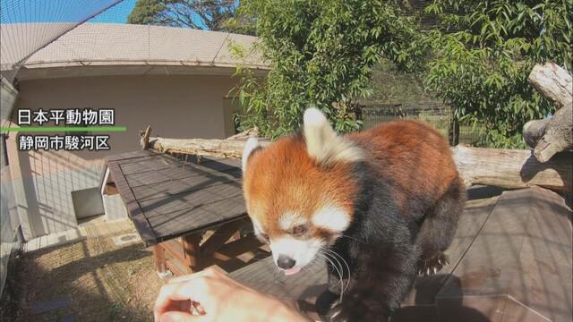 画像: レッサーパンダ「まるこ」が名古屋市の東山動物園にお嫁入り 静岡市・日本平動物園の人気者