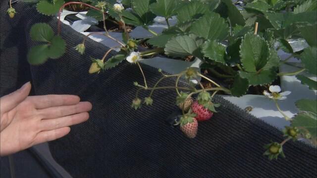 画像: 5－ALAの肥料を使用したイチゴ