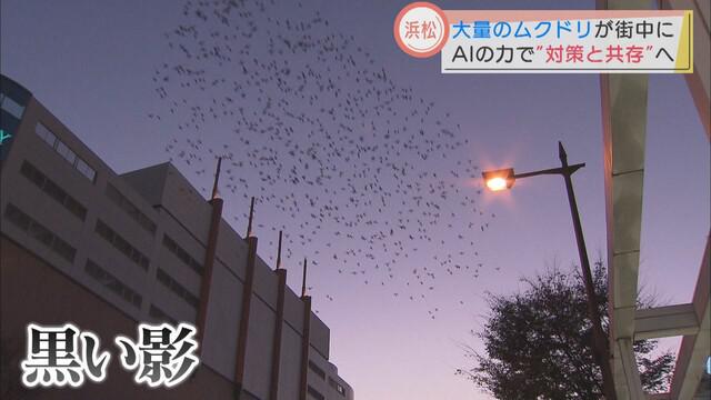画像1: ムクドリの大群が空を覆う