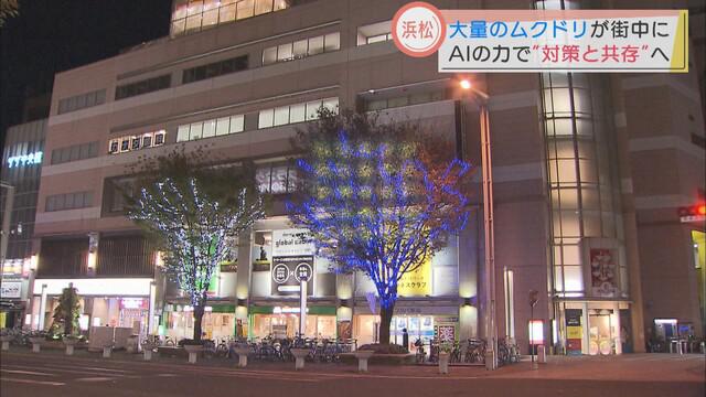 画像4: ムクドリの大群が空を覆う