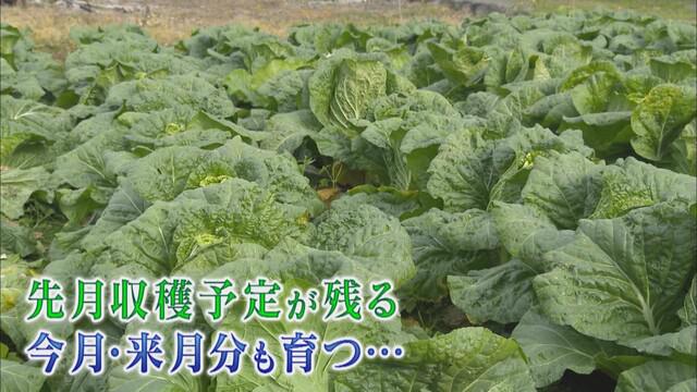 画像2: 農家は悲鳴…先月収穫予定のハクサイが今も畑に
