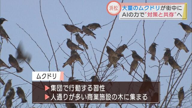 画像2: ムクドリの大群が空を覆う
